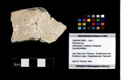 Foto (Objekt + Etikett) von Pithonoton sp.  (NHMW-GEO-1990-0041-3995)